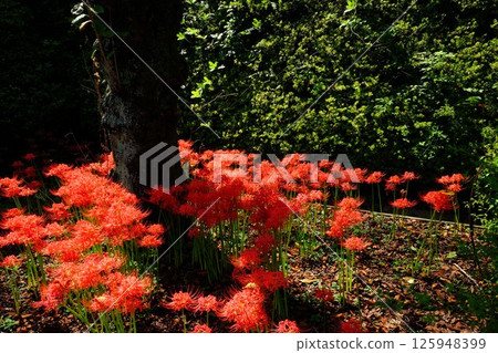 紅花彼岸花與老櫻花樹 [相模原市津久井 10月] 125948399
