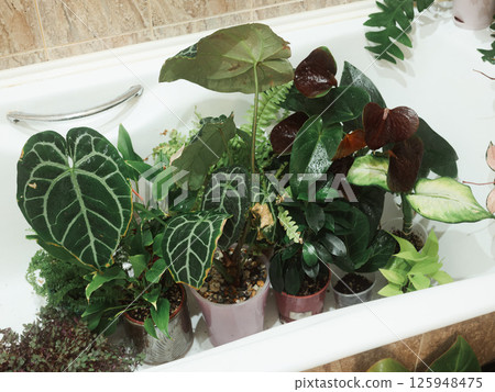 A Beautiful Indoor Plant Collection Displayed in a Charming Bath Tub for Your Home 125948475