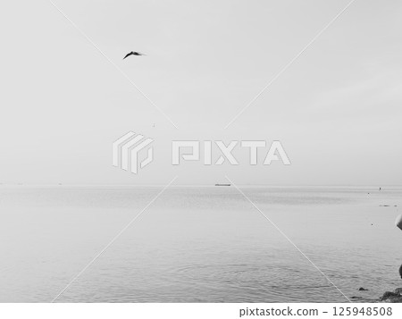 A Beautiful and Serene Black and White Seascape Featuring a Majestic Soaring Bird A Beautiful and Serene Black and White Seascape Featuring a Majestic Soaring Bird 125948508