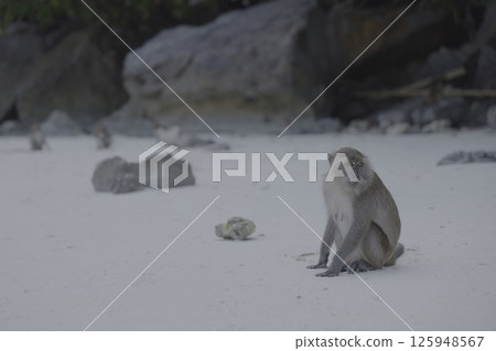 A Lonely Monkey on a Beach, enjoying the peaceful scenery amidst a tropical paradise A Lonely Monkey on a Beach, enjoying the peaceful scenery amidst a tropical paradise 125948567