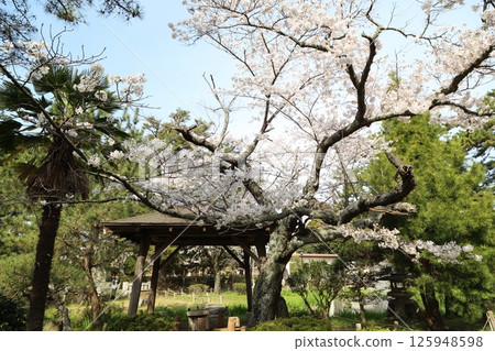 土浦城庭園的櫻花與涼亭 125948598