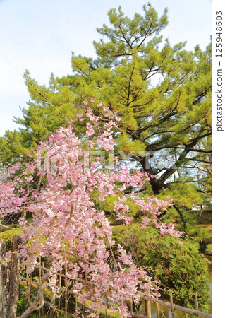 Weeping cherry blossoms at Tsuchiura Castle 125948603
