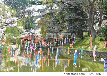 Cherry blossoms, moat and carp streamers Cherry blossoms, moat and carp streamers 125948618