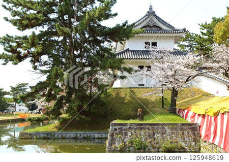 The castle tower that can be seen from between the cherry blossoms 125948619