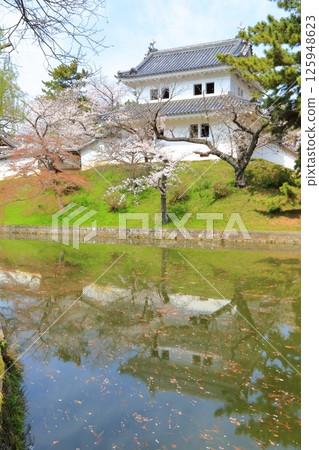 土浦城護城河和塔樓上盛開的櫻花 125948623
