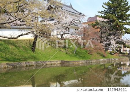Cherry blossoms blooming in the moat and the towers of Tsuchiura Castle 125948631