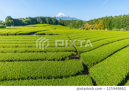 Mount Fuji and tea plantation Mount Fuji and tea plantation 125948662