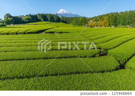 Mount Fuji and tea plantation Mount Fuji and tea plantation 125948664