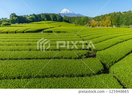 富士山和茶園 125948665