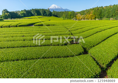 富士山和茶園 富士山和茶園 125948669
