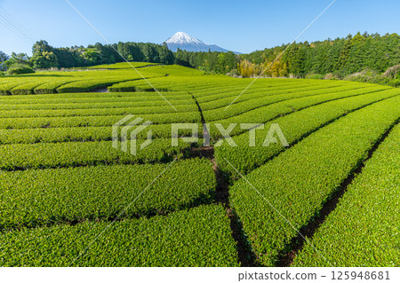 富士山和茶園 125948681