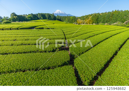 富士山和茶園 125948682