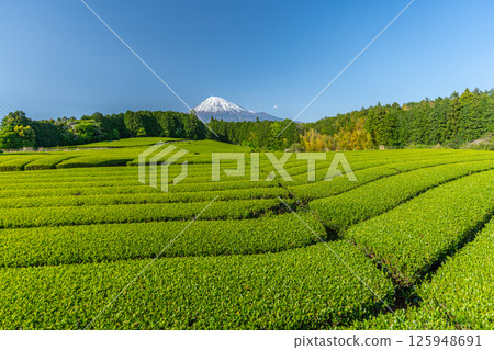 Mount Fuji and tea plantation Mount Fuji and tea plantation 125948691