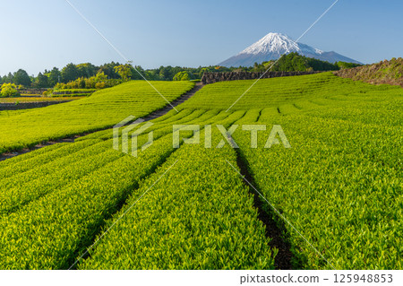 富士和今宮的茶園 125948853