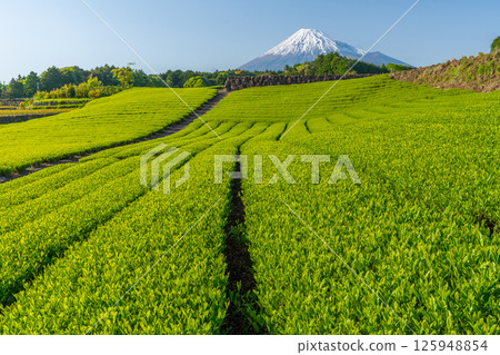 富士和今宮的茶園 125948854