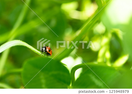 紅瓢蟲在葉子上行走 紅瓢蟲在葉子上行走 125948979