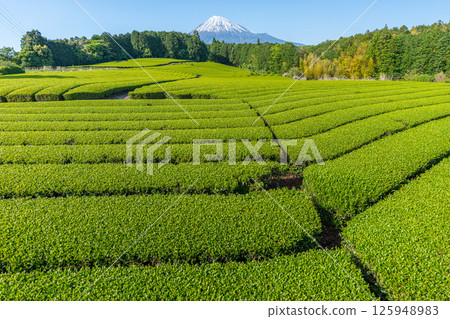 Rice field and Mt. Fuji upside down Fuji early summer Rice field and Mt. Fuji upside down Fuji early summer 125948983