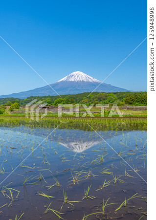 Rice field and Mt. Fuji upside down Fuji early summer Rice field and Mt. Fuji upside down Fuji early summer 125948998