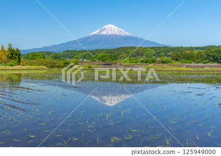 稻田和富士山倒置富士初夏 125949000
