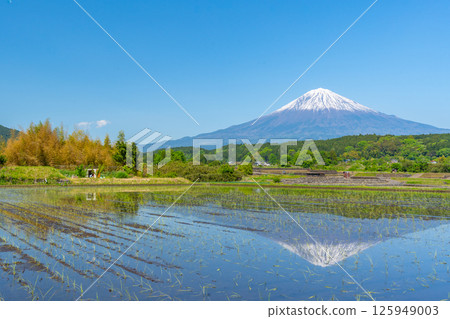 Rice field and Mt. Fuji upside down Fuji early summer 125949003