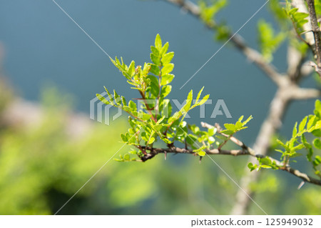 Inuzansho (Japanese pepper) Inuzansho (Japanese pepper) 125949032