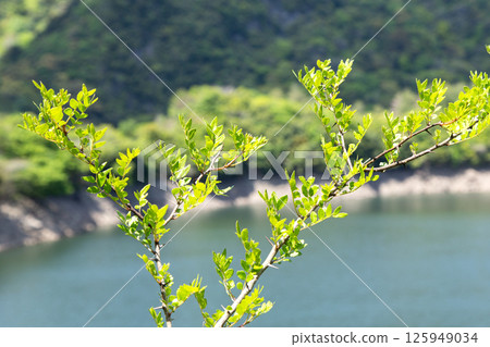 Inuzansho (Japanese pepper) 125949034