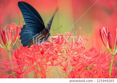 黑燕尾花與紅蜘蛛百合|秋天的自然風光 黑燕尾花與紅蜘蛛百合|秋天的自然風光 125949265