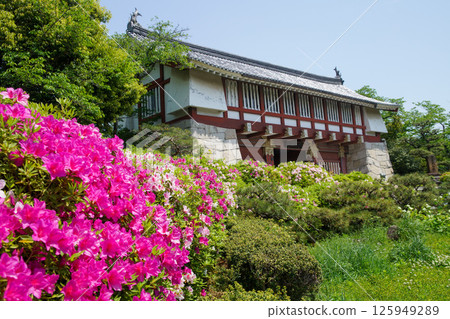 伏見桃山城堡的杜鵑花 伏見桃山城堡的杜鵑花 125949289
