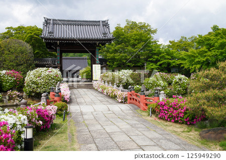 Myomonji的杜鵑花 Myomonji的杜鵑花 125949290