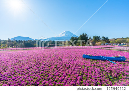 Shiba Fuji Mt. Fuji 125949312