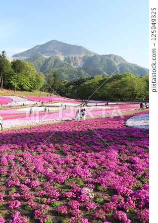 羊山公園盛開的芝櫻，背景是武甲山（埼玉縣秩父市） 125949325