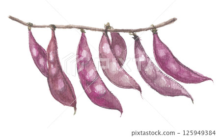 Watercolor painting of purple hyacinth beans Watercolor painting of purple hyacinth beans 125949384