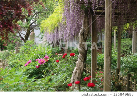石光寺庭園 石光寺庭園 125949693