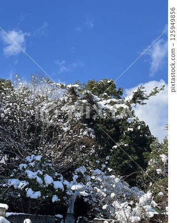 Snow-capped mountain 125949856