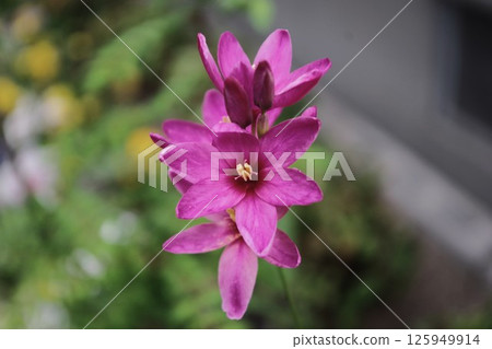 Pink ixia flowers in bloom Pink ixia flowers in bloom 125949914