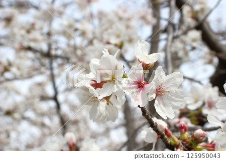 Cherry blossoms in full bloom, cherry blossom scenery Cherry blossoms in full bloom, cherry blossom scenery 125950043