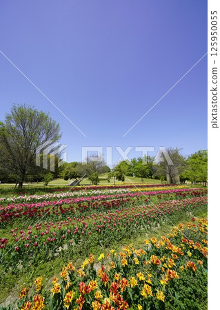 A park filled with blooming tulips A park filled with blooming tulips 125950055