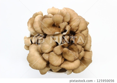 Maitake mushrooms are full of energy Maitake mushrooms are full of energy 125950056