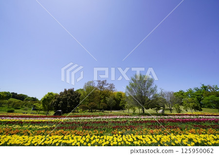A park filled with blooming tulips A park filled with blooming tulips 125950062