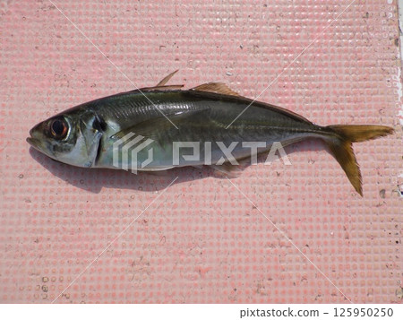 我抓到了一條竹莢魚 125950250