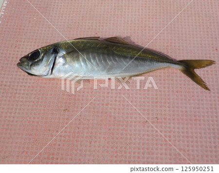 我抓到了一條竹莢魚 我抓到了一條竹莢魚 125950251