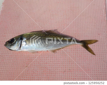 I caught a horse mackerel 125950252