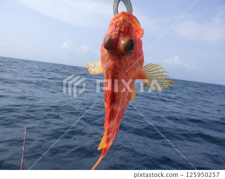 我抓到了一條蝎子魚 我抓到了一條蝎子魚 125950257