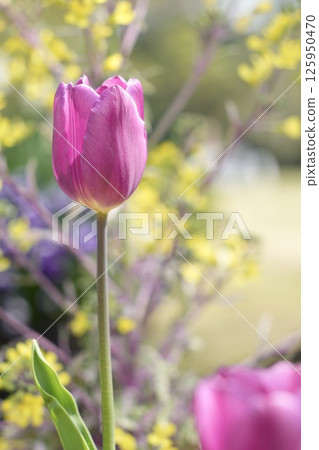 Colorful pink tulip flowers blooming in a spring flowerbed Colorful pink tulip flowers blooming in a spring flowerbed 125950470
