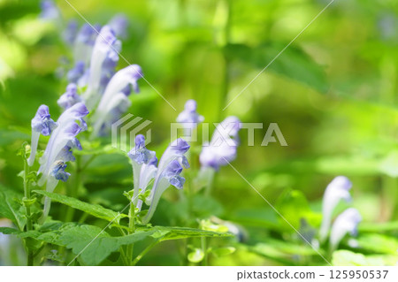 Flowers of Tatsuna Miso Flowers of Tatsuna Miso 125950537