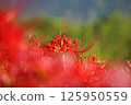 Autumn sky and amarish flag 125950559