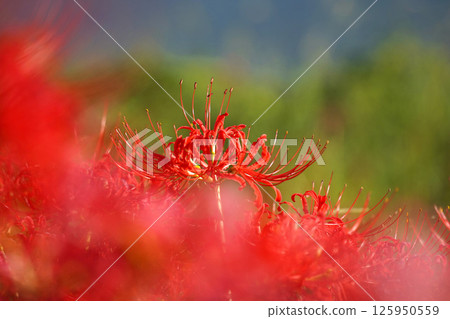 Autumn sky and amarish flag Autumn sky and amarish flag 125950559