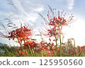 Autumn sky and amarish flag 125950560
