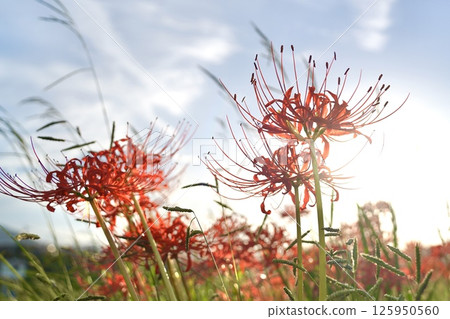秋天的天空和阿馬爾人的旗幟 125950560