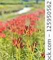 Autumn sky and amarish flag 125950562